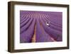 Violet-Massimo Della Latta-Framed Photographic Print