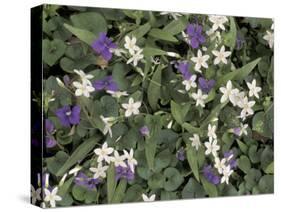 Violets and Spring Beauties, Daniel Boone National Forest, Kentucky, USA-Adam Jones-Stretched Canvas