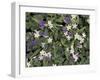 Violets and Spring Beauties, Daniel Boone National Forest, Kentucky, USA-Adam Jones-Framed Premium Photographic Print