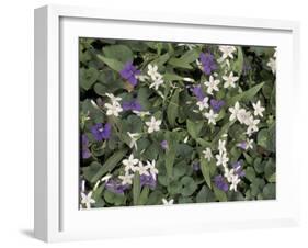 Violets and Spring Beauties, Daniel Boone National Forest, Kentucky, USA-Adam Jones-Framed Premium Photographic Print