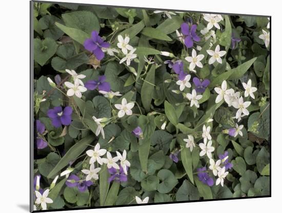 Violets and Spring Beauties, Daniel Boone National Forest, Kentucky, USA-Adam Jones-Mounted Premium Photographic Print