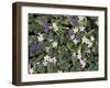 Violets and Spring Beauties, Daniel Boone National Forest, Kentucky, USA-Adam Jones-Framed Photographic Print