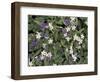 Violets and Spring Beauties, Daniel Boone National Forest, Kentucky, USA-Adam Jones-Framed Photographic Print