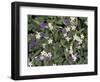 Violets and Spring Beauties, Daniel Boone National Forest, Kentucky, USA-Adam Jones-Framed Photographic Print