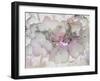 Violets Are Not Always Blue-Dorothy Berry-Lound-Framed Giclee Print