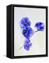 Violets, Blossoms, Violet, Blue, Viola Odorata-Axel Killian-Framed Stretched Canvas