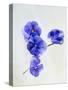 Violets, Blossoms, Violet, Blue, Viola Odorata-Axel Killian-Stretched Canvas