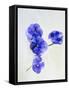 Violets, Blossoms, Violet, Blue, Viola Odorata-Axel Killian-Framed Stretched Canvas