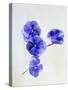 Violets, Blossoms, Violet, Blue, Viola Odorata-Axel Killian-Stretched Canvas