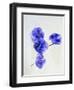 Violets, Blossoms, Violet, Blue, Viola Odorata-Axel Killian-Framed Photographic Print