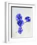 Violets, Blossoms, Violet, Blue, Viola Odorata-Axel Killian-Framed Photographic Print