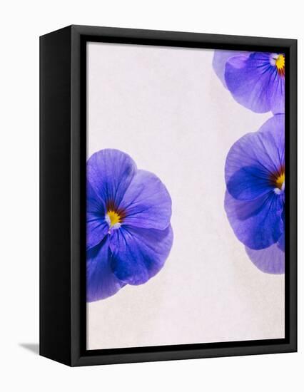 Violets, Blossoms, Violet, Blue, Viola Odorata-Axel Killian-Framed Stretched Canvas