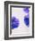 Violets, Blossoms, Violet, Blue, Viola Odorata-Axel Killian-Framed Photographic Print