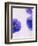 Violets, Blossoms, Violet, Blue, Viola Odorata-Axel Killian-Framed Photographic Print