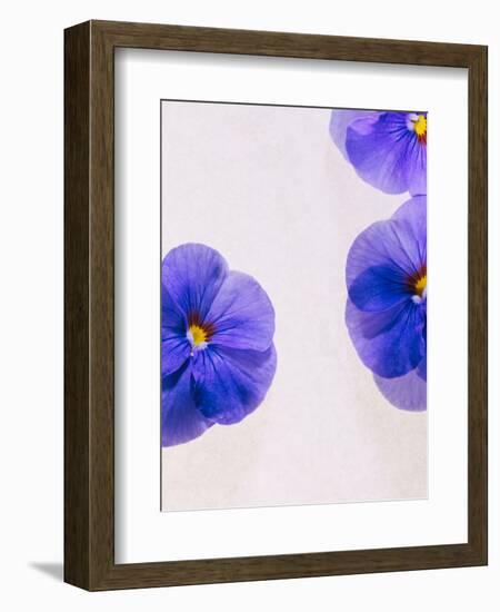 Violets, Blossoms, Violet, Blue, Viola Odorata-Axel Killian-Framed Photographic Print