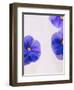 Violets, Blossoms, Violet, Blue, Viola Odorata-Axel Killian-Framed Photographic Print