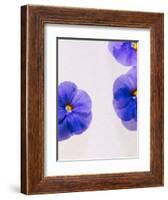 Violets, Blossoms, Violet, Blue, Viola Odorata-Axel Killian-Framed Photographic Print