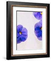 Violets, Blossoms, Violet, Blue, Viola Odorata-Axel Killian-Framed Photographic Print