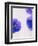 Violets, Blossoms, Violet, Blue, Viola Odorata-Axel Killian-Framed Photographic Print