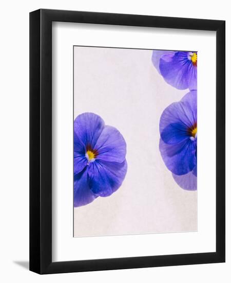 Violets, Blossoms, Violet, Blue, Viola Odorata-Axel Killian-Framed Photographic Print