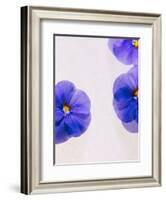 Violets, Blossoms, Violet, Blue, Viola Odorata-Axel Killian-Framed Photographic Print