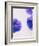 Violets, Blossoms, Violet, Blue, Viola Odorata-Axel Killian-Framed Photographic Print