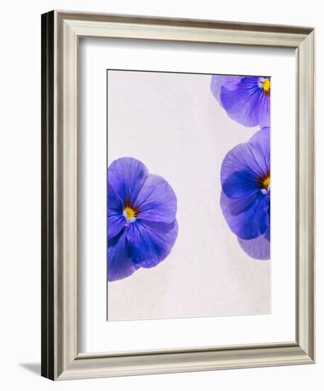 Violets, Blossoms, Violet, Blue, Viola Odorata-Axel Killian-Framed Photographic Print