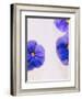 Violets, Blossoms, Violet, Blue, Viola Odorata-Axel Killian-Framed Photographic Print