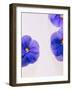 Violets, Blossoms, Violet, Blue, Viola Odorata-Axel Killian-Framed Photographic Print