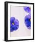 Violets, Blossoms, Violet, Blue, Viola Odorata-Axel Killian-Framed Photographic Print