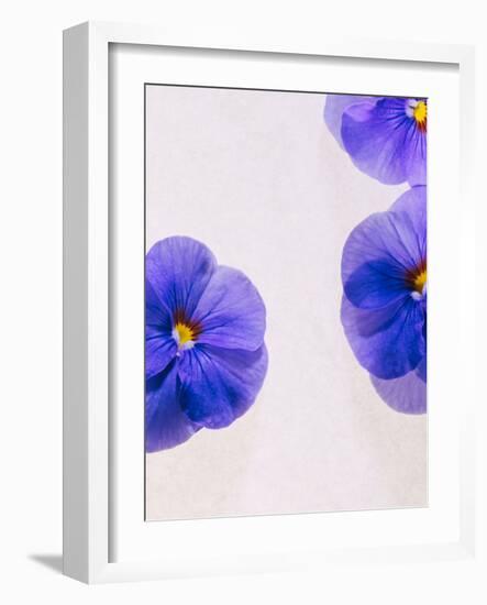 Violets, Blossoms, Violet, Blue, Viola Odorata-Axel Killian-Framed Photographic Print