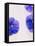 Violets, Blossoms, Violet, Blue, Viola Odorata-Axel Killian-Framed Stretched Canvas