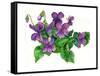 Violets Bunny-Wendy Edelson-Framed Stretched Canvas