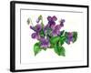 Violets Bunny-Wendy Edelson-Framed Giclee Print