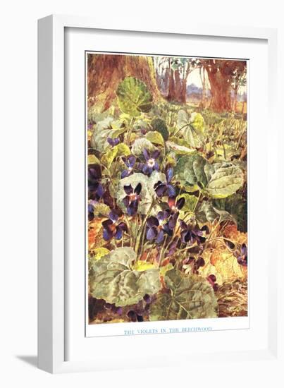 Violets in the Beechwood, Illustration from 'Country Ways and Country Days'-Louis Fairfax Muckley-Framed Giclee Print