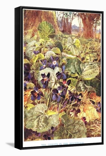 Violets in the Beechwood, Illustration from 'Country Ways and Country Days'-Louis Fairfax Muckley-Framed Stretched Canvas