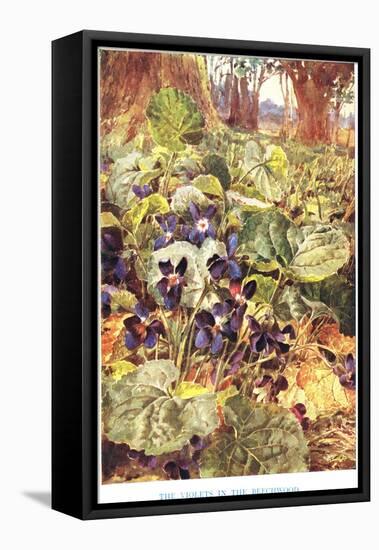 Violets in the Beechwood, Illustration from 'Country Ways and Country Days'-Louis Fairfax Muckley-Framed Stretched Canvas