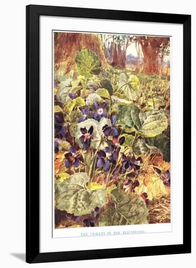 Violets in the Beechwood, Illustration from 'Country Ways and Country Days'-Louis Fairfax Muckley-Framed Giclee Print
