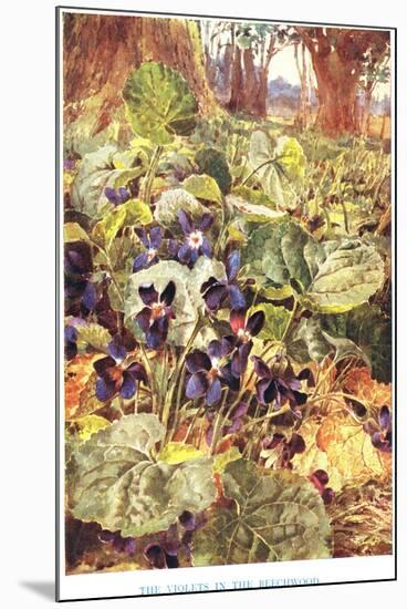 Violets in the Beechwood, Illustration from 'Country Ways and Country Days'-Louis Fairfax Muckley-Mounted Giclee Print