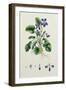 Violets, Page from an Album of Botanical Studies c.1830-null-Framed Giclee Print