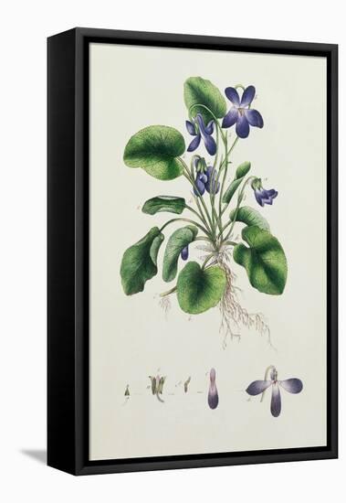 Violets, Page from an Album of Botanical Studies c.1830-null-Framed Stretched Canvas