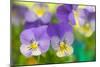 Violets-Cora Niele-Mounted Photographic Print
