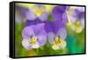 Violets-Cora Niele-Framed Stretched Canvas