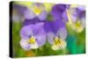 Violets-Cora Niele-Stretched Canvas