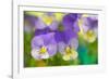 Violets-Cora Niele-Framed Photographic Print