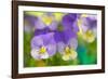 Violets-Cora Niele-Framed Photographic Print