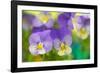 Violets-Cora Niele-Framed Photographic Print