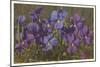 Violets-null-Mounted Art Print