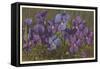 Violets-null-Framed Stretched Canvas