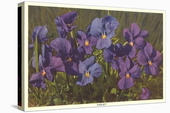 Violets-null-Stretched Canvas